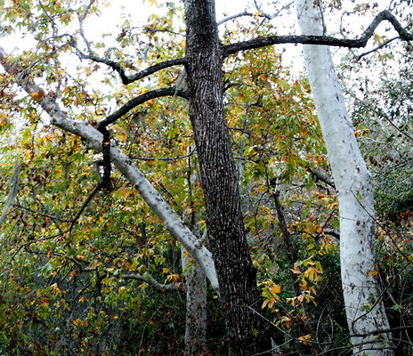 CircleVRanch Views 11-2015  009